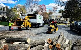 How Our Tree Care Process Works  in Spring Valley, MN